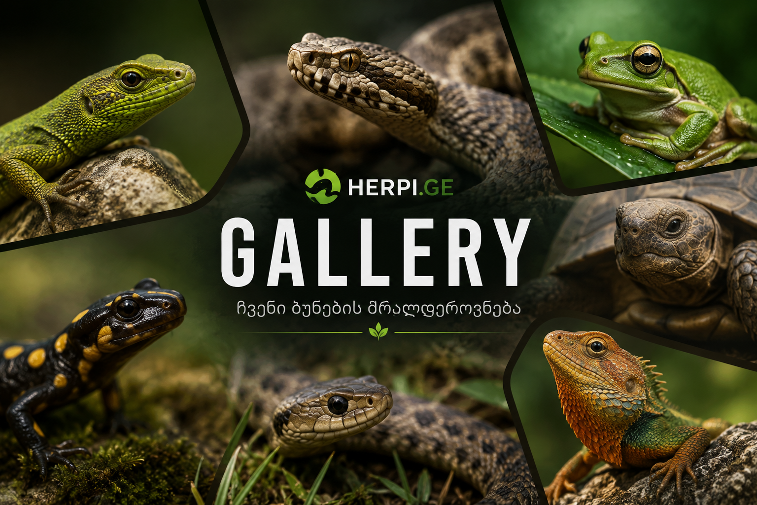 HerpetoGallery Preview Thumbnail